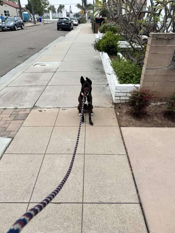A picture of a black dog named Bowie sitting, taken on March 25 2026 at 6:46 am